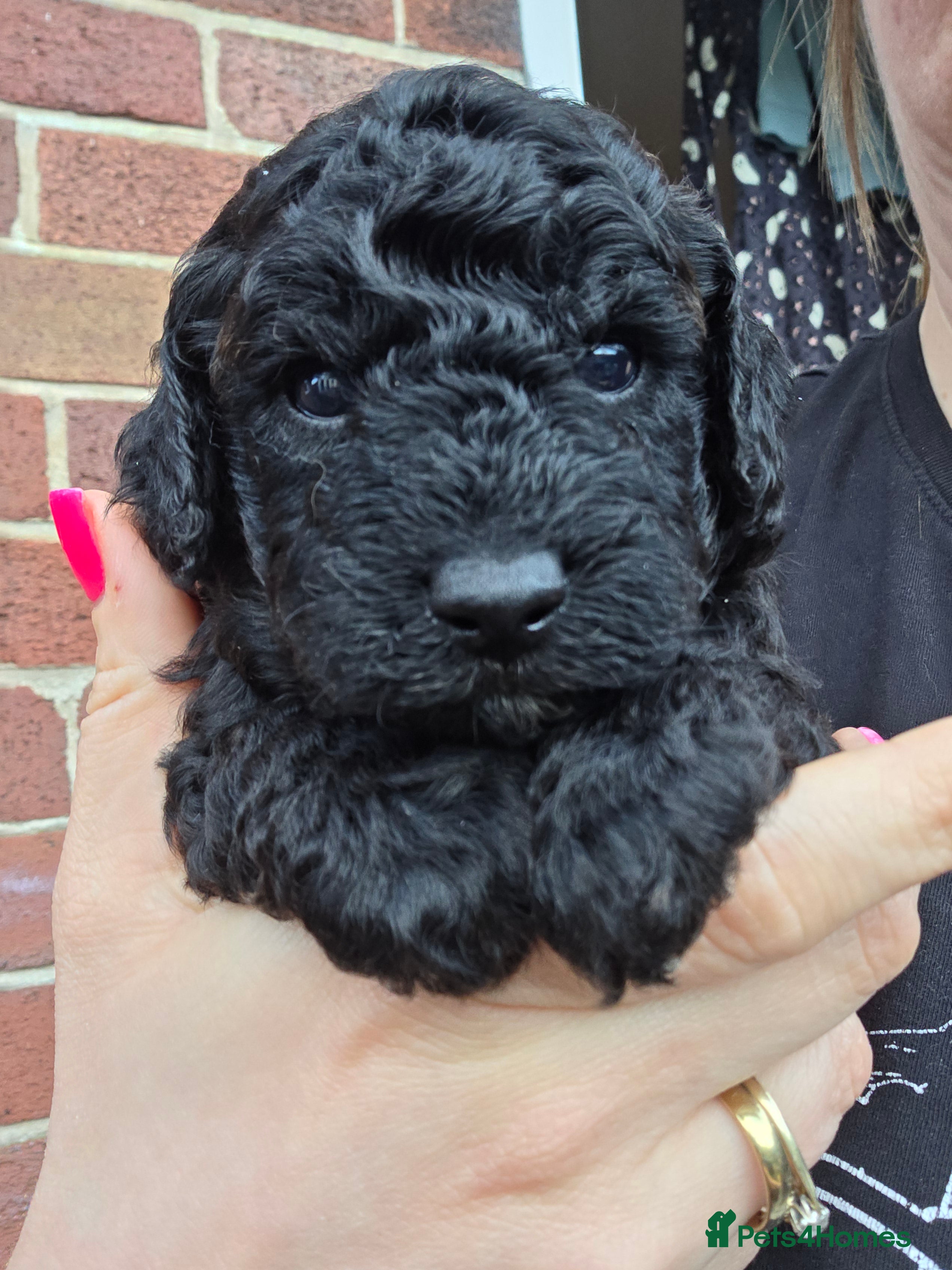 Toy Poodle dogs for sale: Beautiful KC Toy Poodle Puppies - Advert 2