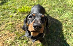 Dachshund dogs for sale: 2 dachshund sisters looking for new home - Image 2