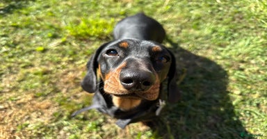 Dachshund dogs - Advert 2