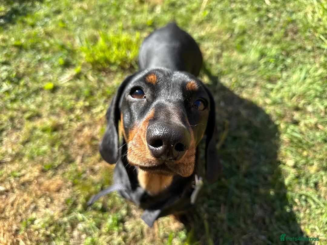 Dachshund dogs for sale: 2 dachshund sisters looking for new home - Image 2