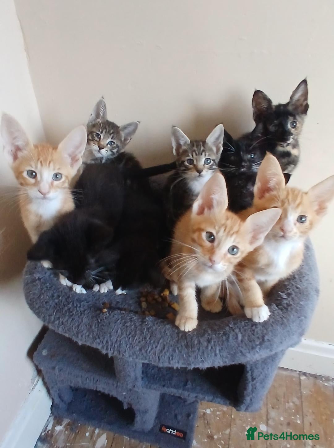 Mixed Breed cats Maine Coon x Siamese Kittens - Advert 16
