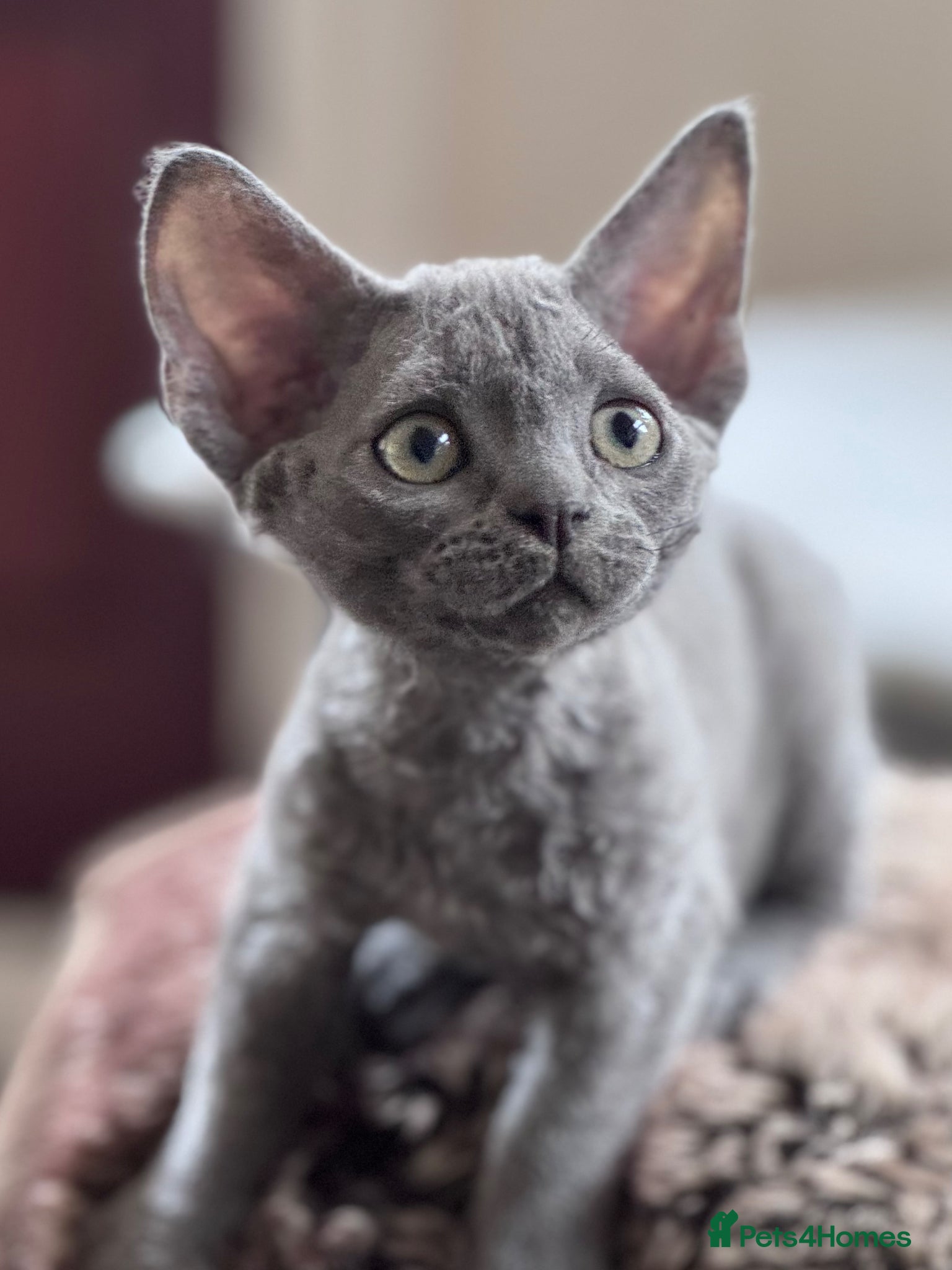 Devon Rex cats Fantastic Pedigree Devon Rex - Advert 14