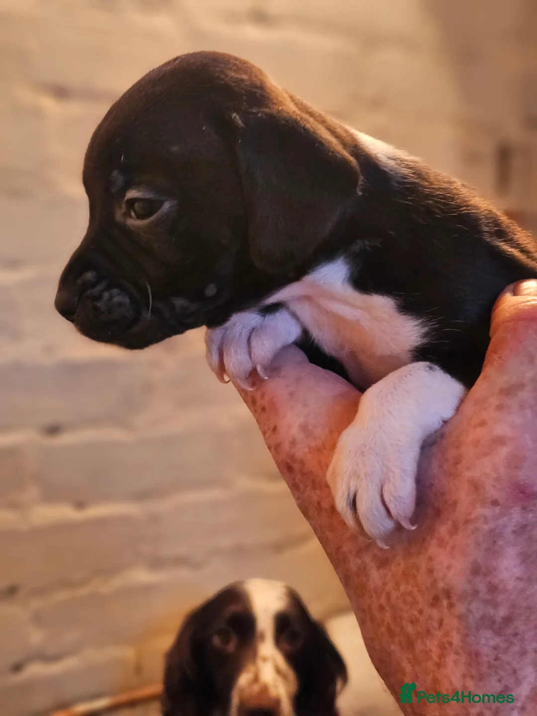 Mixed Breed dogs for sale: Staffy x 1 boy left. - Advert 3