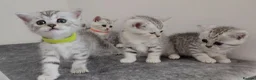British Shorthair cats for sale: 🏆 Silver British Shorthairs pedigree 🏆  - Advert 15