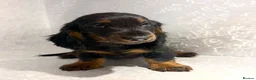 Dachshund dogs for sale: Our Beautiful ‘KING GEORGE’ the dachshund  - Advert 5