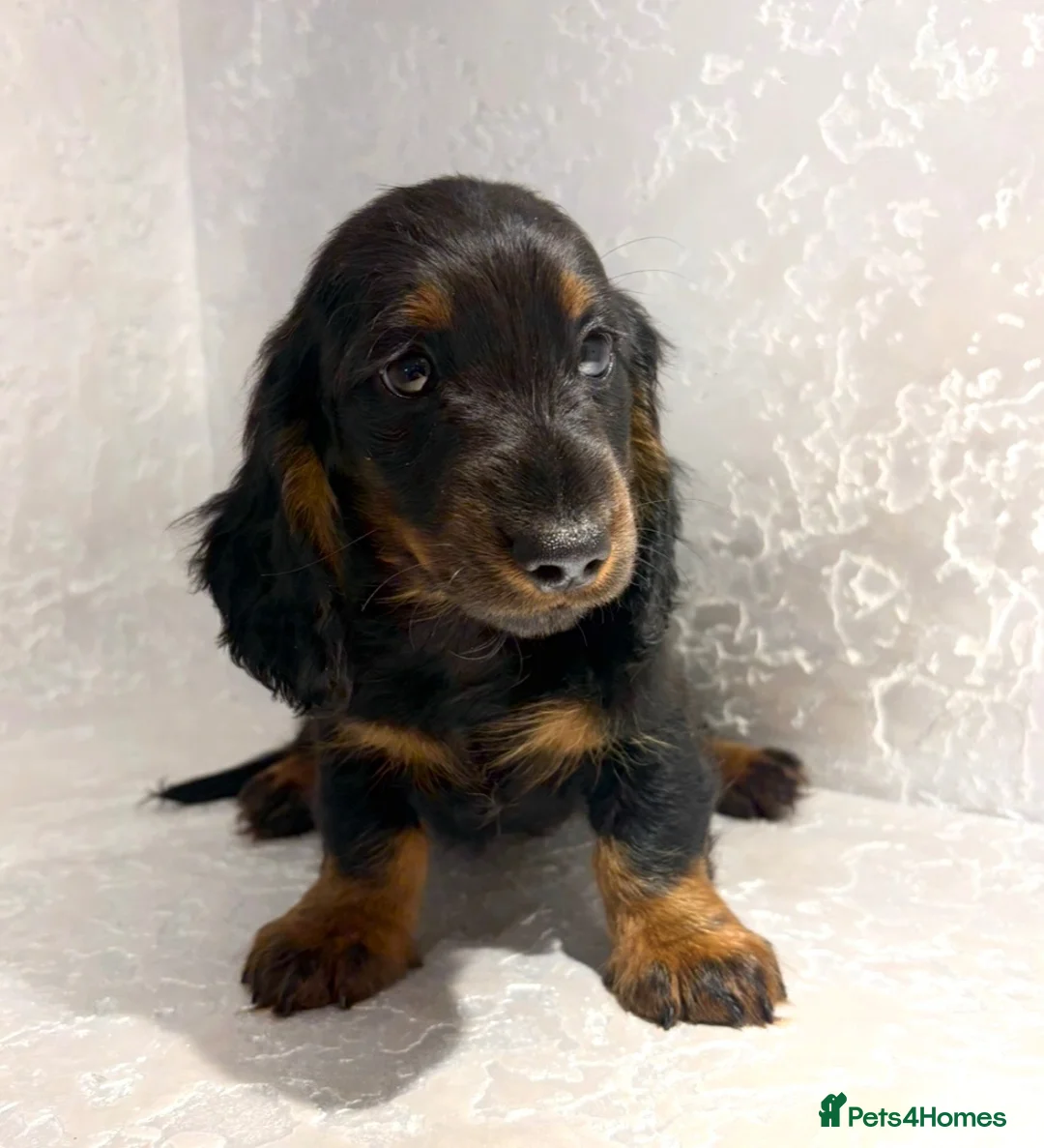 Dachshund dogs for sale: Our Beautiful ‘KING GEORGE’ the dachshund  - Advert 5