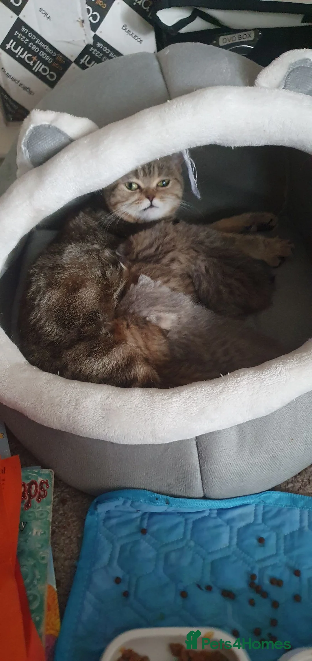 British Shorthair cats for sale: British Shorthair Blue & Black Golden Spotted 😻😻 - Advert 1