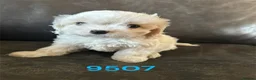 Cavachon dogs for sale: Cavachon pups boys only ready now  - Advert 4