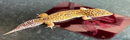 Leopard Gecko reptiles for sale: Leopard Gecko Group in Chelmsford - Advert 6