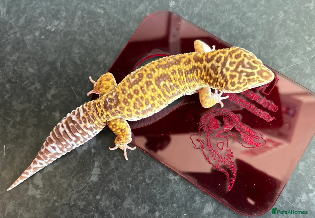Leopard Gecko reptiles for sale: Leopard Gecko Group in Chelmsford - Advert 6
