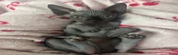Sphynx cats for sale: Pure grey Canadian sphyn **  - Advert 4