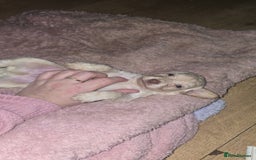 Cockapoo dogs for sale: Beautiful cockerpoos  - Image 6