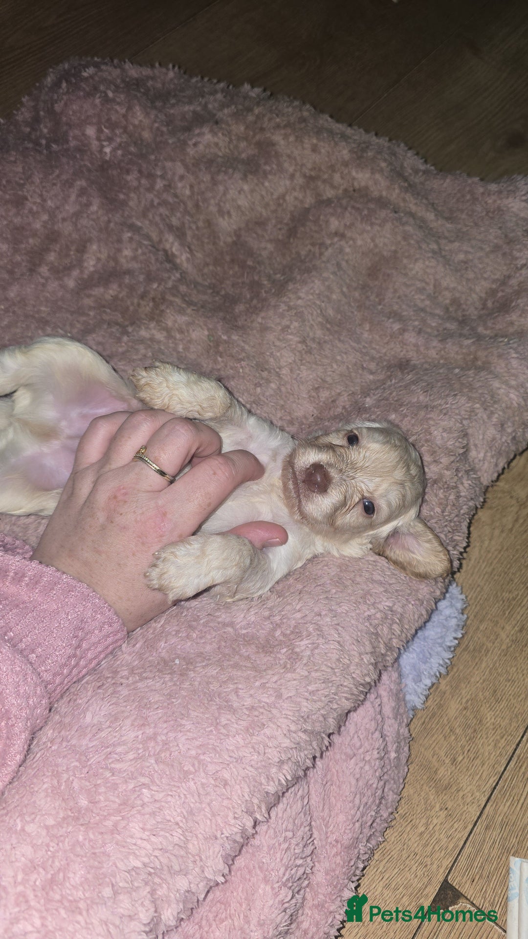 Cockapoo dogs for sale: Beautiful cockerpoos  - Image 6