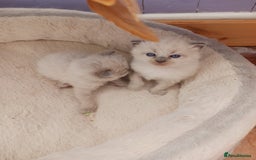 Ragdoll cats for sale: Ragdoll Kittens - Image 4