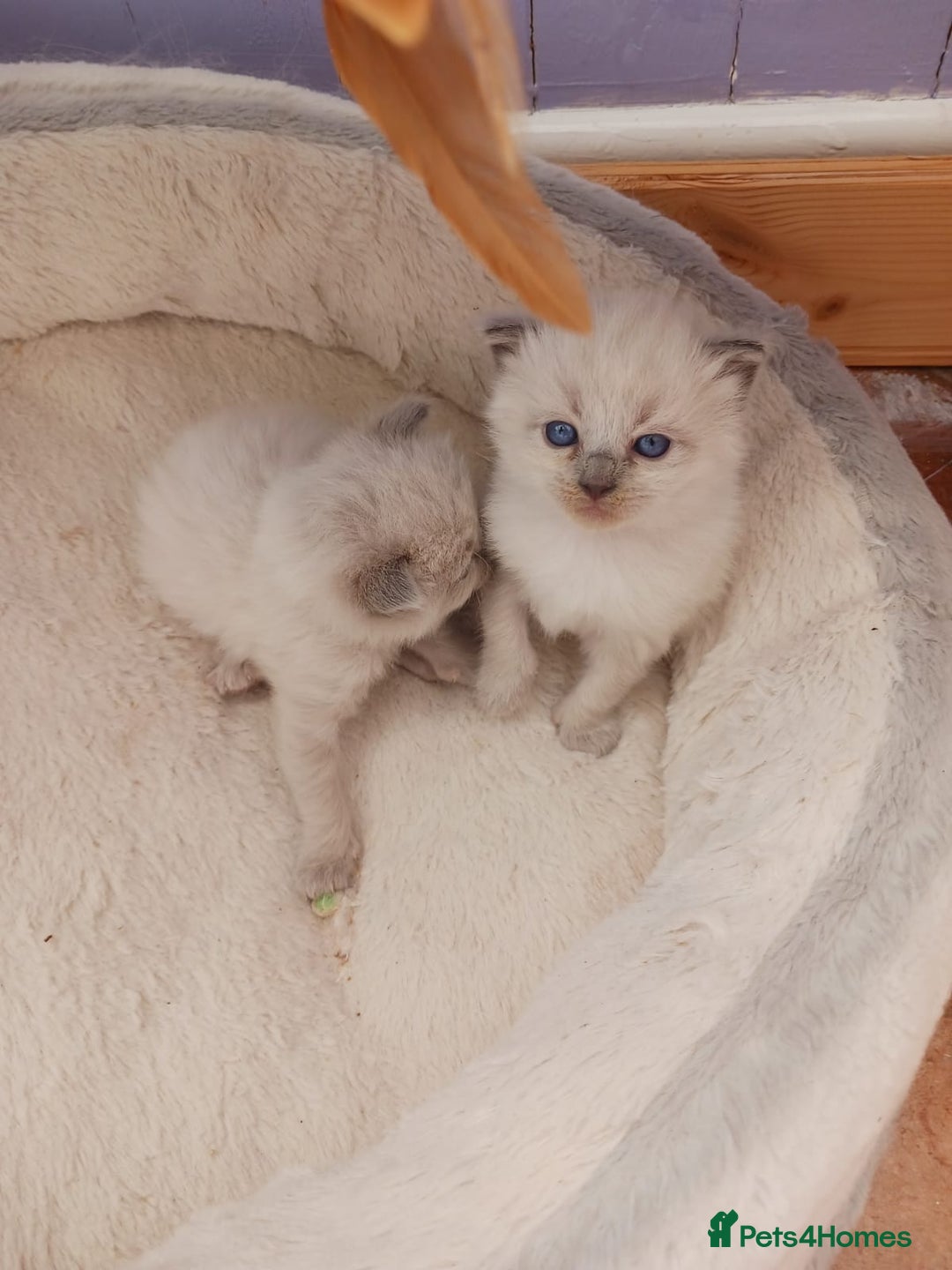 Ragdoll cats for sale: Ragdoll Kittens - Image 4