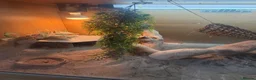 Bearded Dragon reptiles for sale: Bearded dragon  - Advert 3