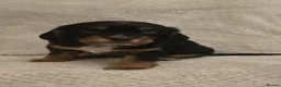 Cocker Spaniel dogs for sale: Working Cocker Spaniel Puppies, Black and Tan, Red - Advert 11