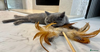 British Shorthair cats - Advert 11
