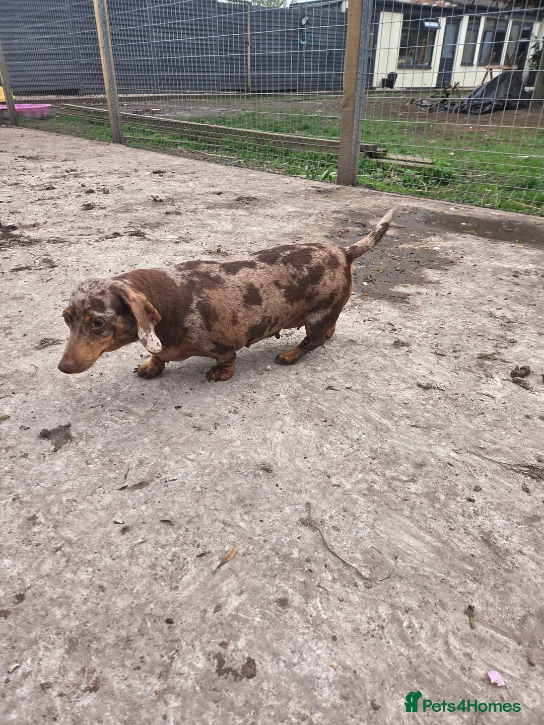 Miniature Dachshund dogs for sale: PRA CLEAR KC REG MIN DACHSHUND - Advert 4