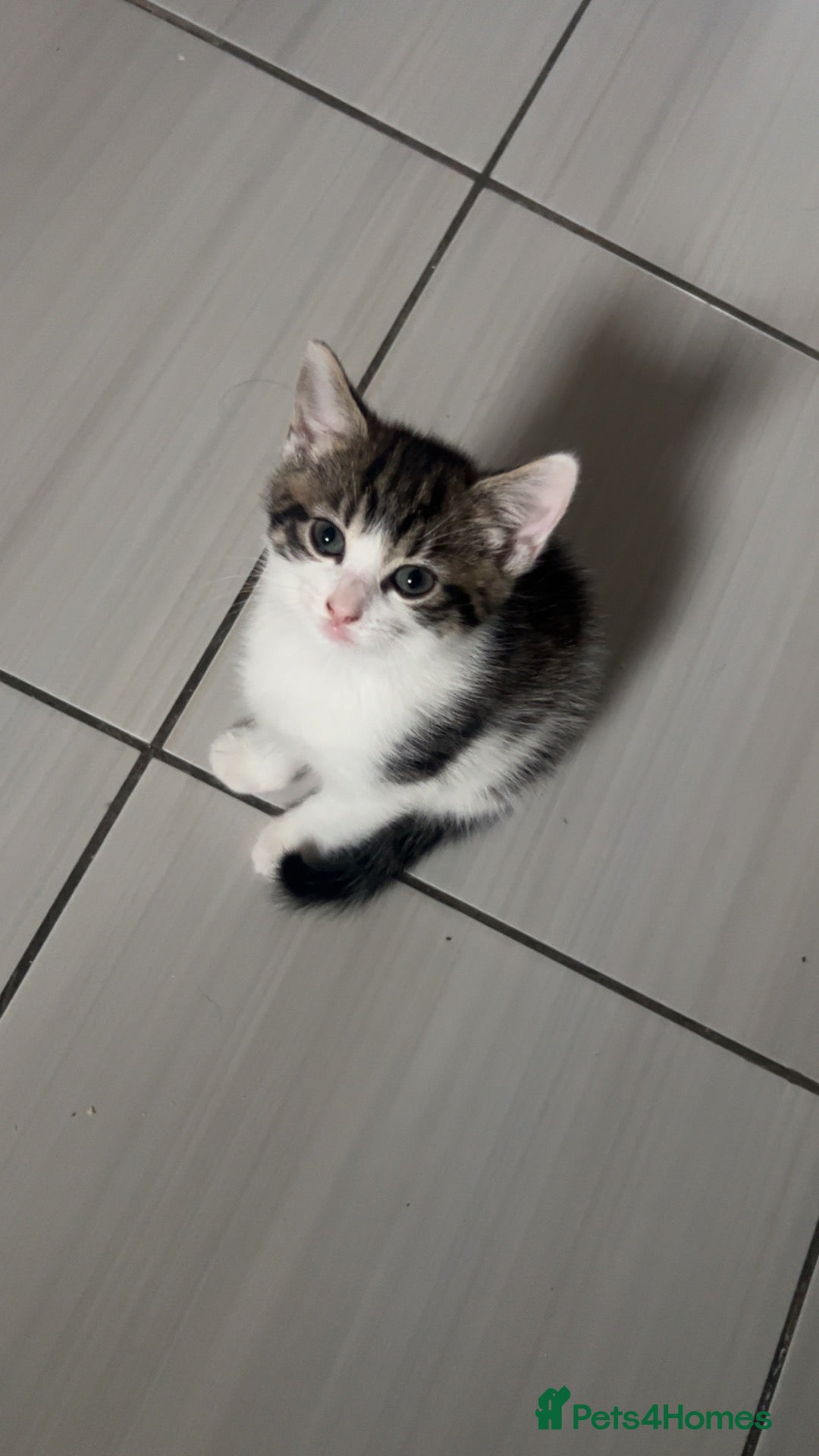 Domestic Shorthair cats Domestic shorthair kittens  - Advert 7