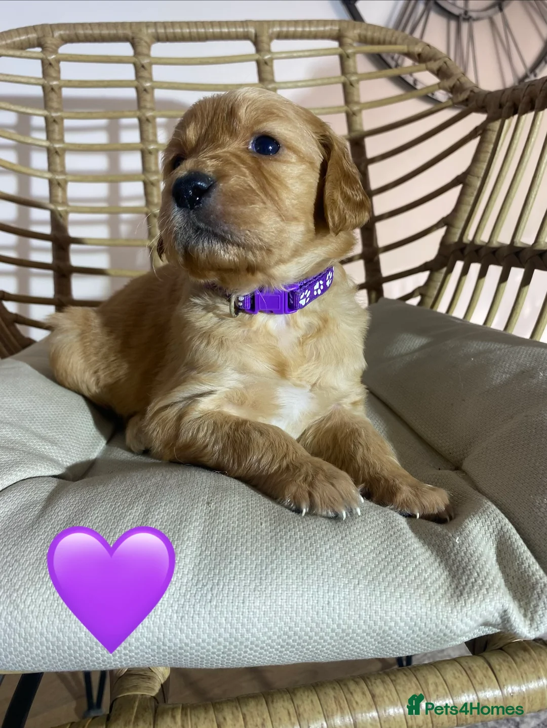 Goldendoodle dogs for sale: F1 Goldendoodles 🖤💛 - Advert 11