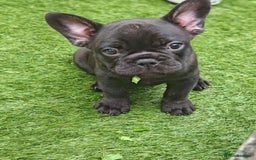 French Bulldog dogs for sale: Our beautiful puppies 😍 - Image 2