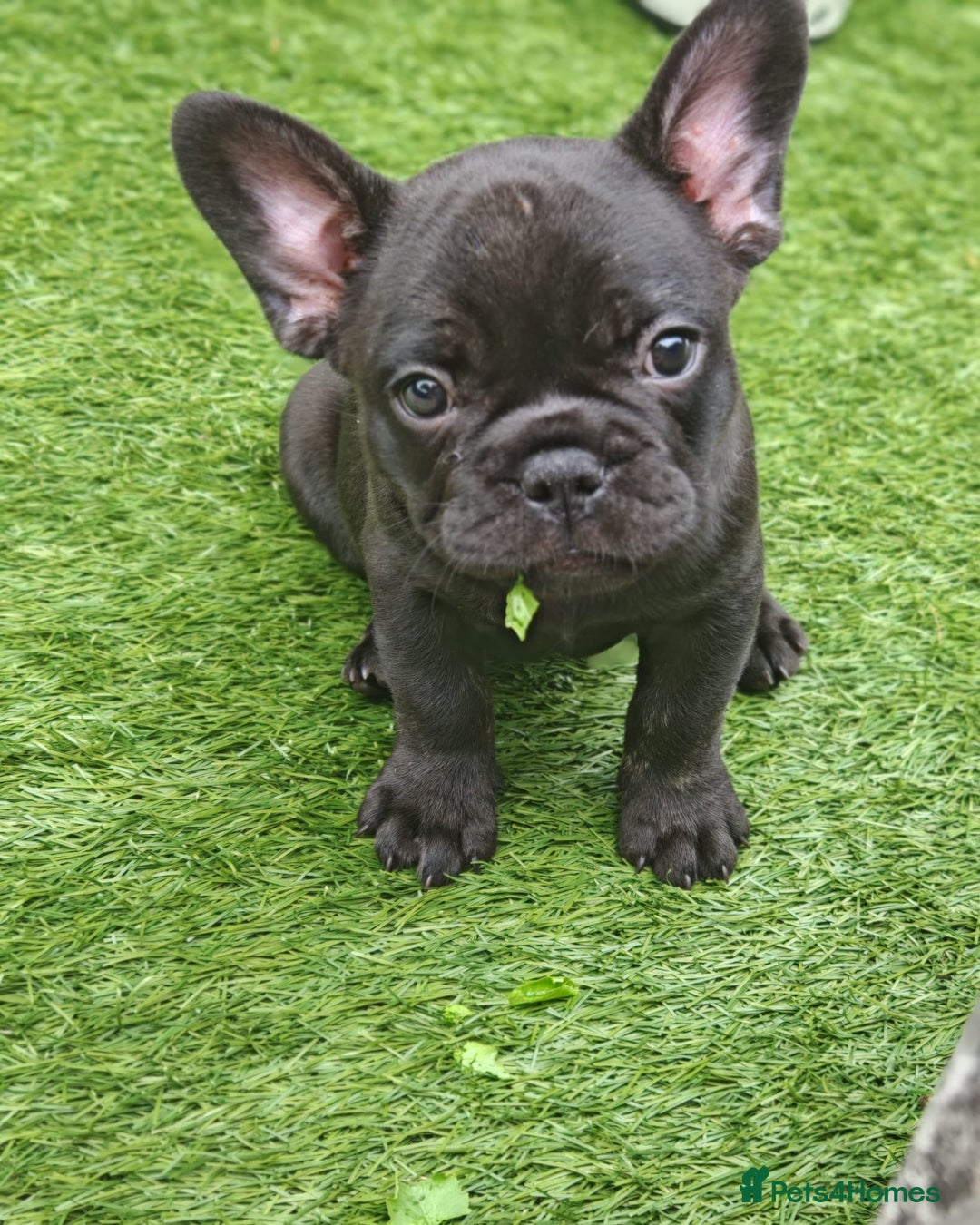 French Bulldog dogs for sale: Our beautiful puppies 😍 - Image 2