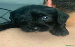 Mixed Breed dogs for sale: Gorgeous Cockapoochon puppies  - Image 4