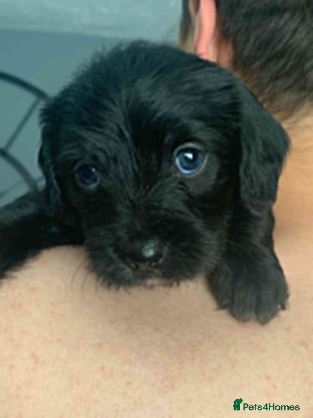 Mixed Breed dogs for sale: Gorgeous Cockapoochon puppies  - Image 4
