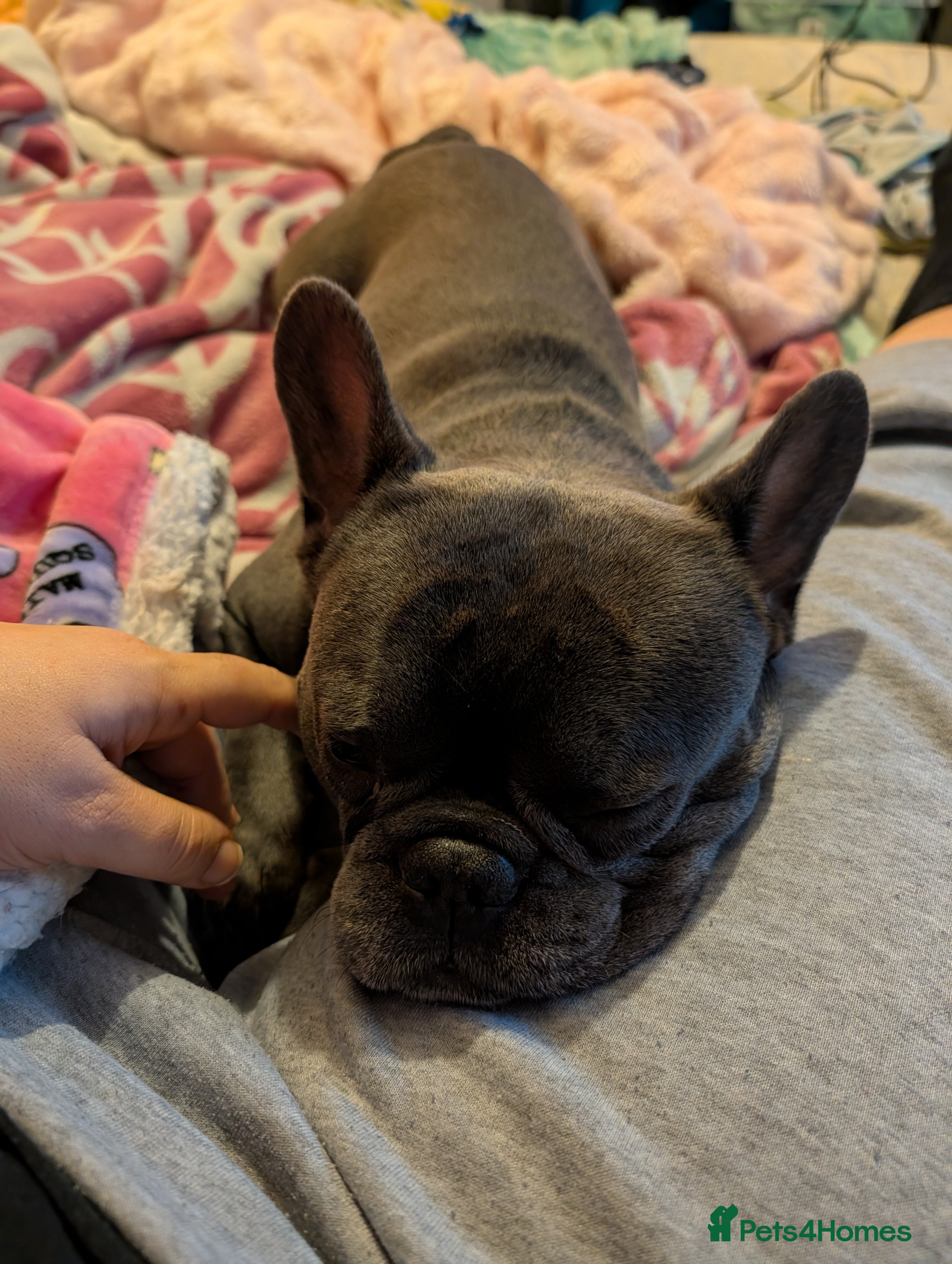 French Bulldog dogs Male french bulldog  - Advert 1