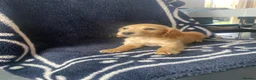 Cocker Spaniel dogs for sale: Cocker spaniel puppies  - Advert 5