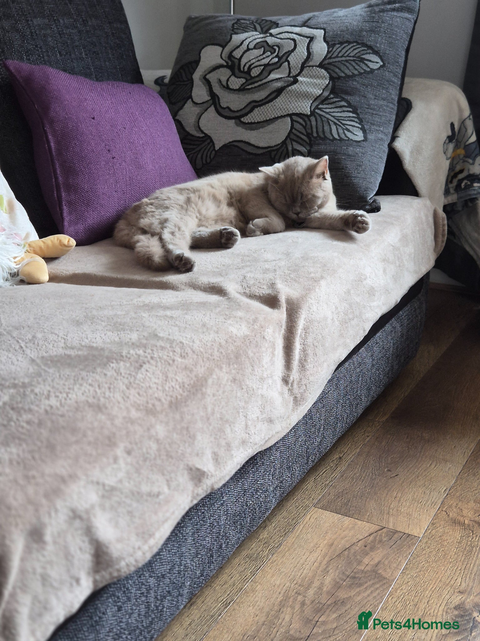 British Shorthair cats British short hair - Advert 1