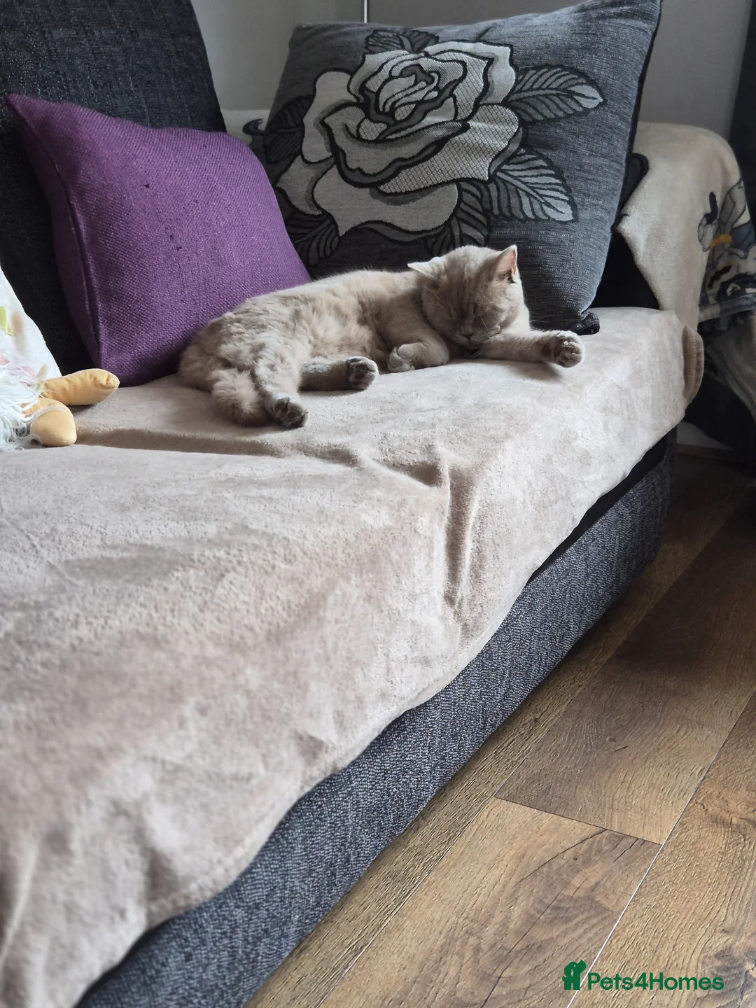 British Shorthair cats for sale: British short hair - Advert 2