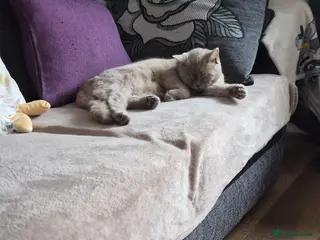 British Shorthair cats British short hair - Advert 1