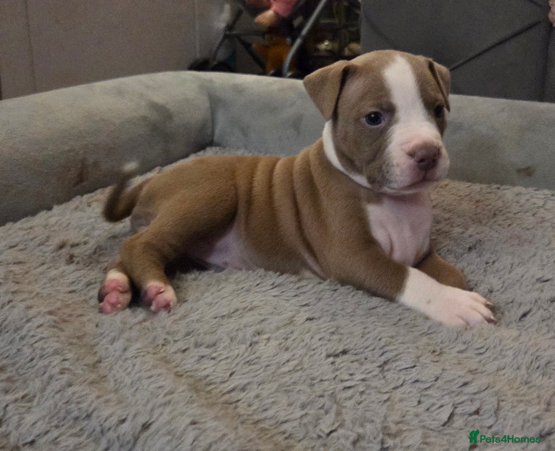 Mixed Breed dogs for sale: Old english bulldog cross american bulldog 😍❤️  - Advert 29