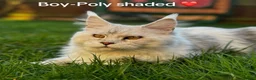 Maine Coon cats for stud: Beautiful Boy. in Boston - Advert 1