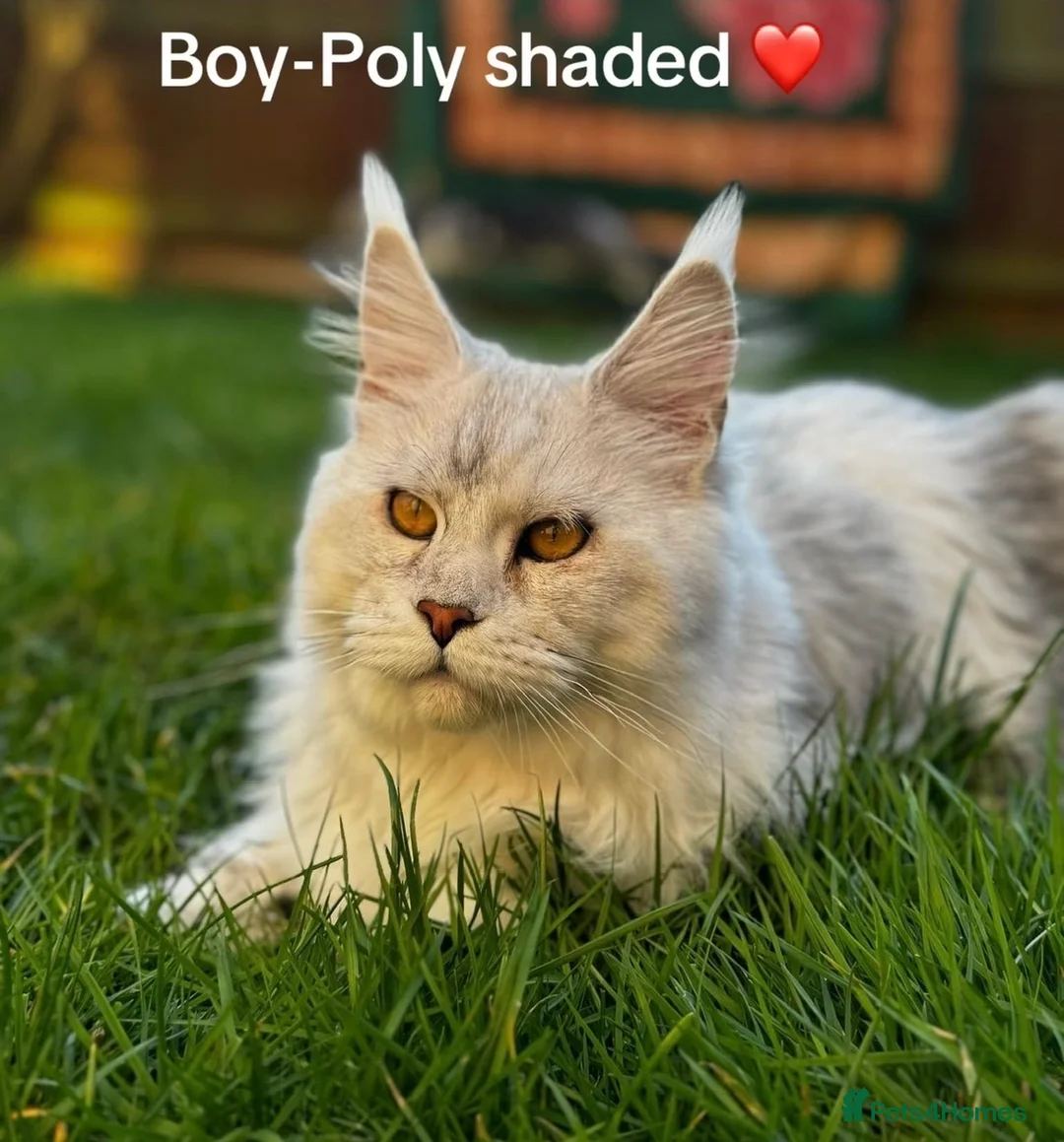Maine Coon cats for stud: Beautiful Boy. in Boston - Advert 1
