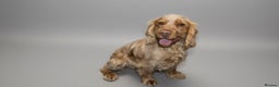 Cocker Spaniel dogs for stud: Orange roan show spaniel for stud!  - Advert 2