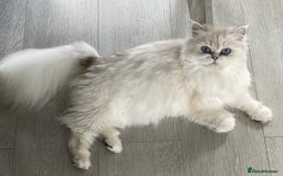 Persian cats for sale: Female Persian looking for a special home - Advert 3