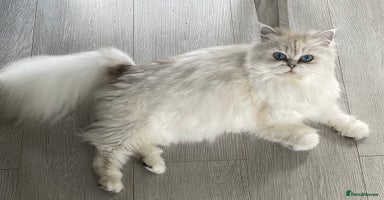 Persian cats Female Persian looking for a special home - Advert 5