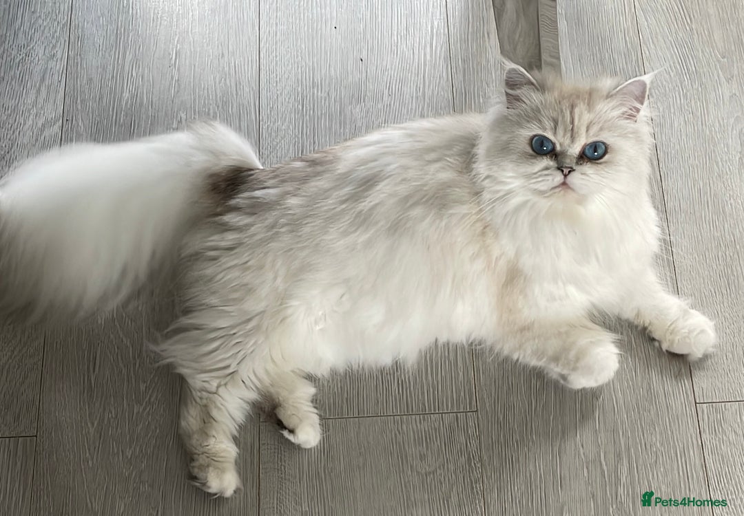 Persian cats for sale: Female Persian looking for a special home - Advert 3