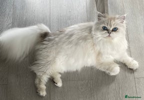 Persian cats Female Persian looking for a special home - Advert 1