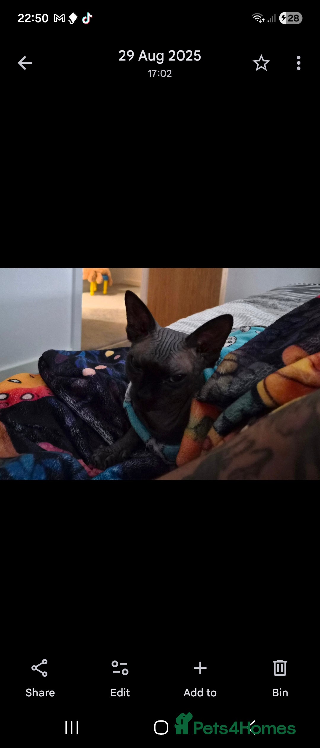 Sphynx cats for sale: 1 year old male sphynx  - Advert 5