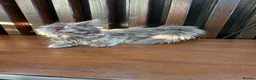 Maine Coon cats for sale: Maine Coon Kittens XXL – Blue. Beautiful - Advert 30