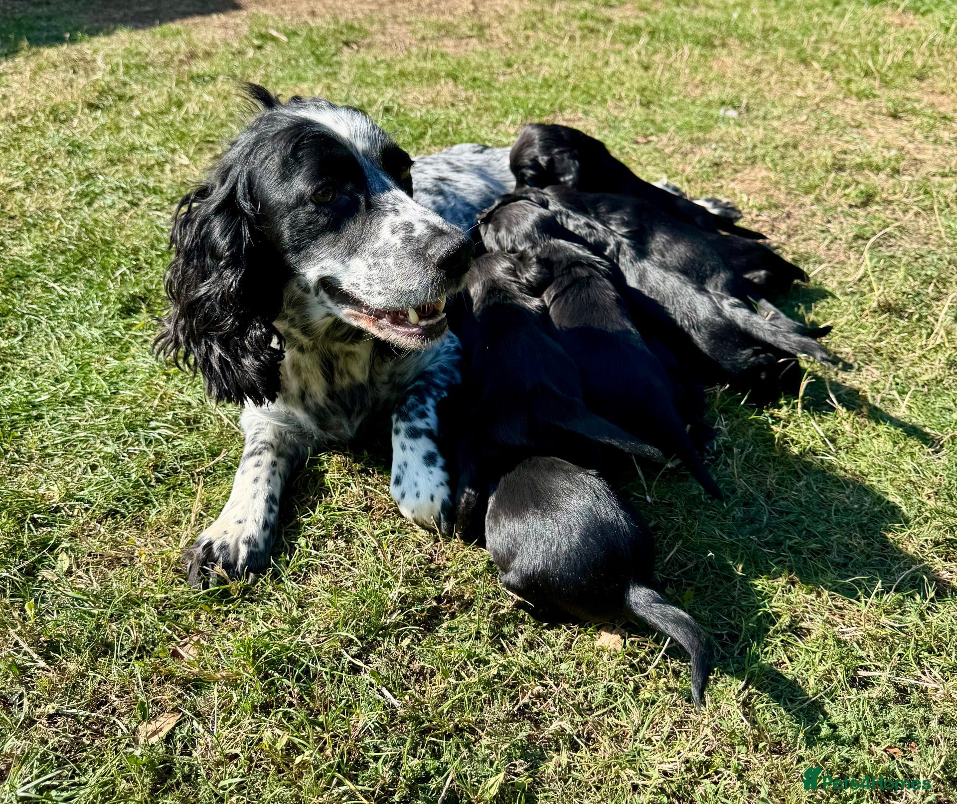 Sprocker dogs Beautiful Sprocker Puppies  - Advert 2