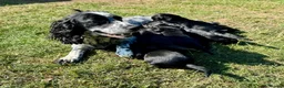 Sprocker dogs for sale: Beautiful Sprocker Puppies  in Sudbury - Advert 2
