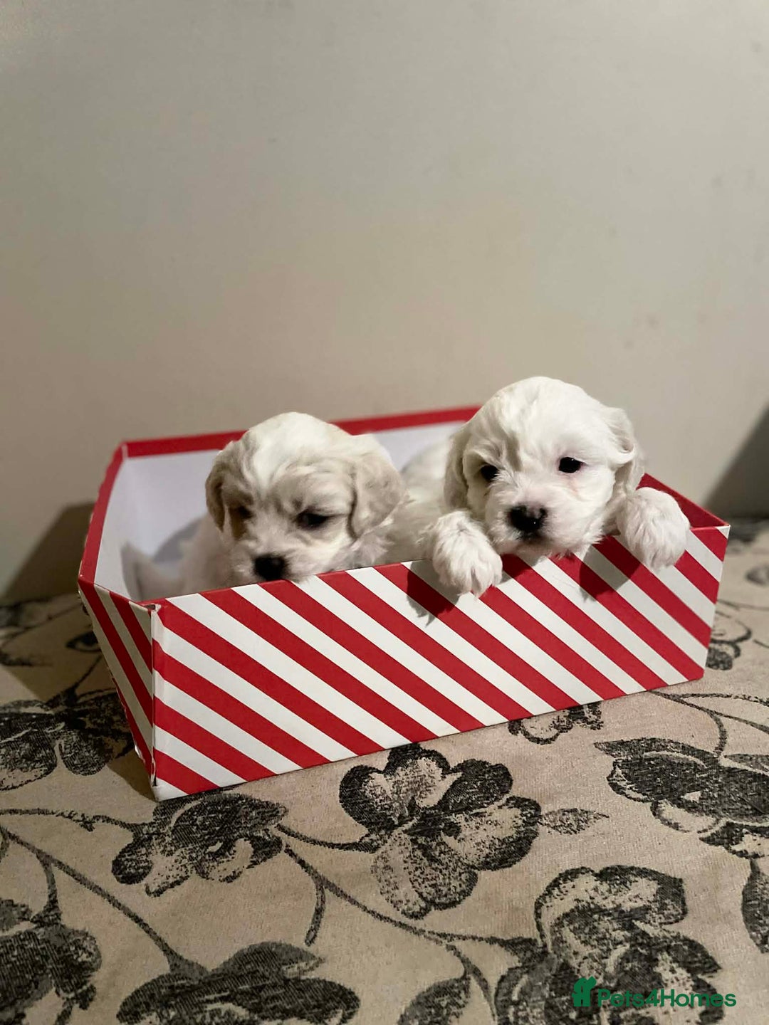 Bichon Frise dogs for sale: Adorable Bichon Puppies Looking! 🐾 - Advert 12