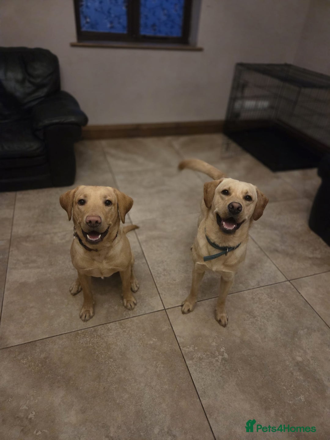 Labrador Retriever dogs for sale: Lovely Lab looking for Love - Advert 2