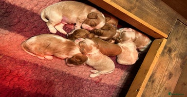 Cavalier King Charles Spaniel dogs Specialist Health Tested Cavalier King Charles  - Advert 1