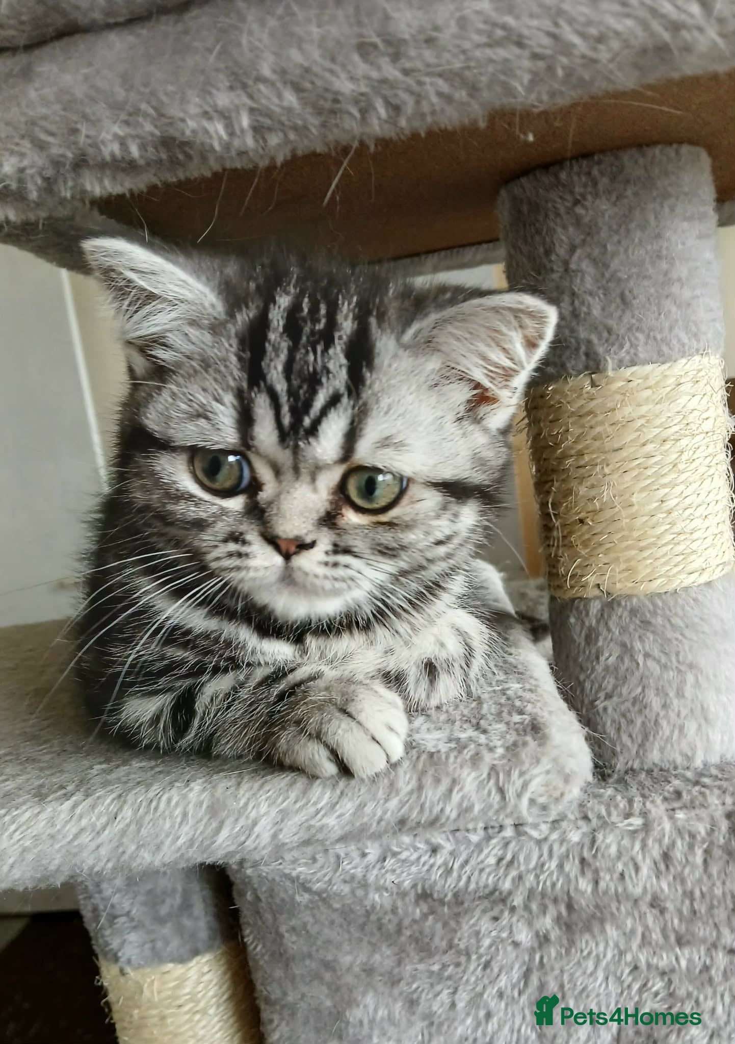 British Shorthair cats Bsh. Silver Classic Tabby . - Advert 1